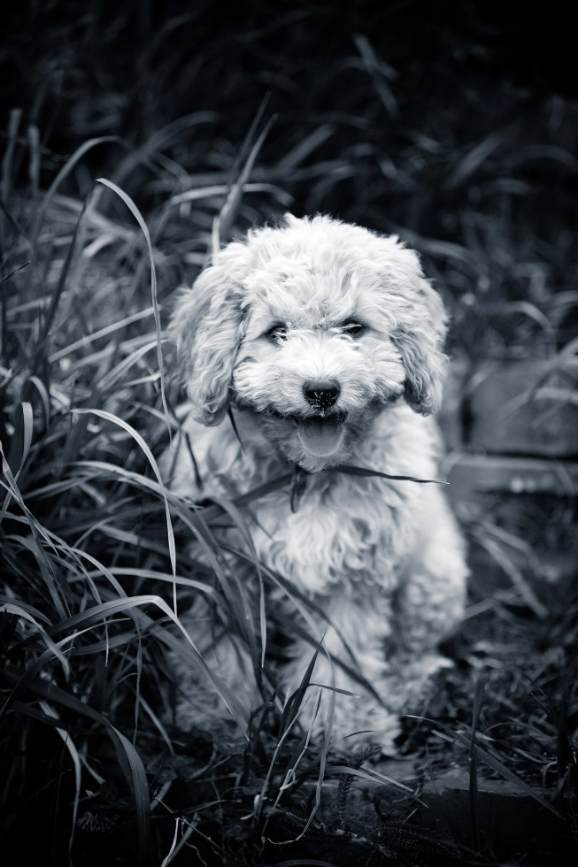 <img alt="" src="/images/l/u/m/o/-/lumo-dog-pet-portrait-photos-ccefd3fc.webp?description" width="853" height="1280" style="--aspect-ratio: 1707/2560;" />